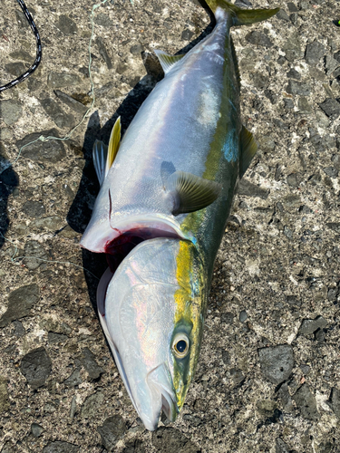 ワラサの釣果