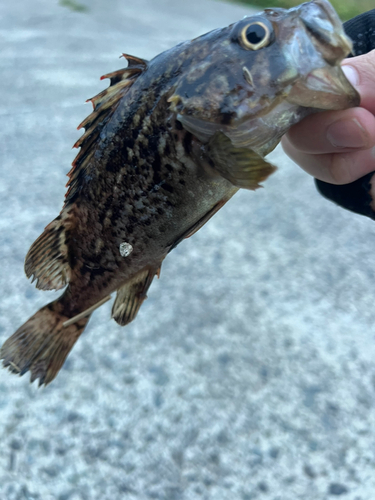 クロソイの釣果