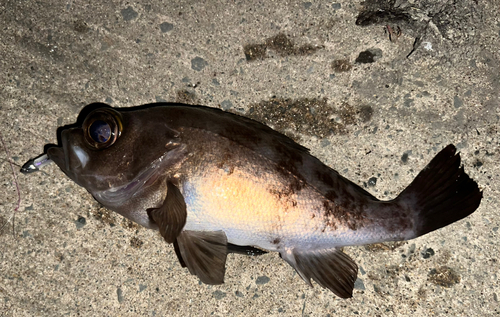 メバルの釣果