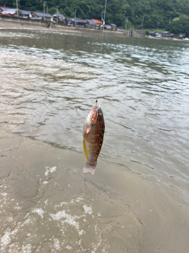 キュウセンの釣果