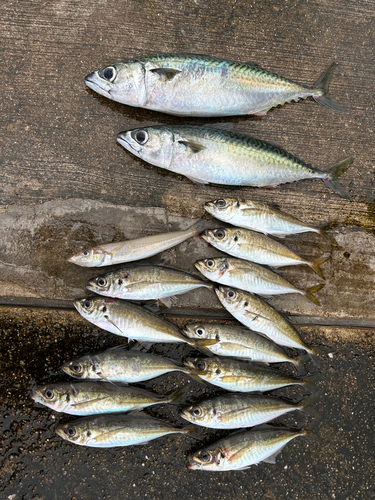 サバの釣果