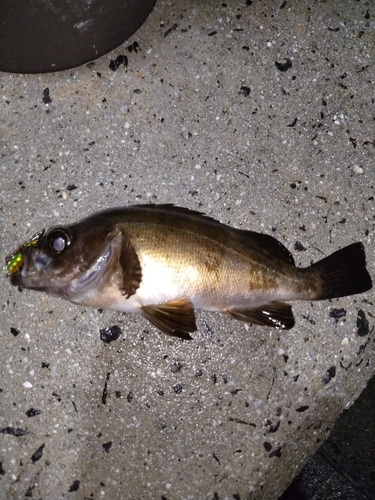 クロメバルの釣果