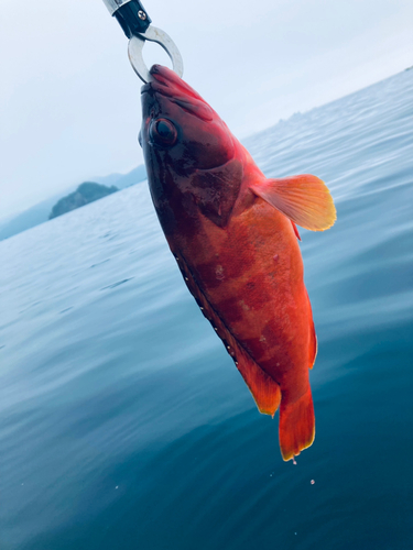 アカハタの釣果