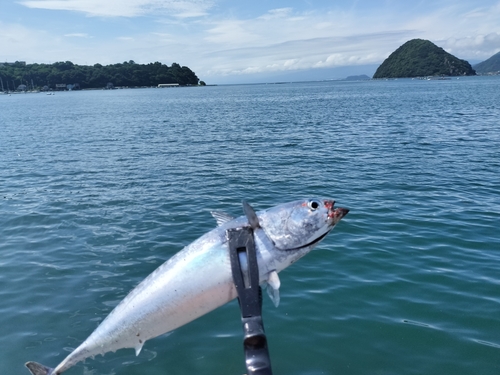 ソウダガツオの釣果