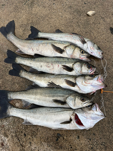 シーバスの釣果