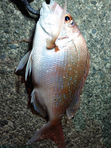 マダイの釣果