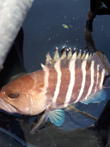 アコウの釣果