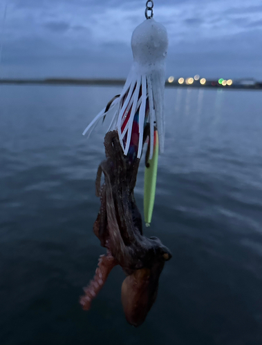 タコの釣果