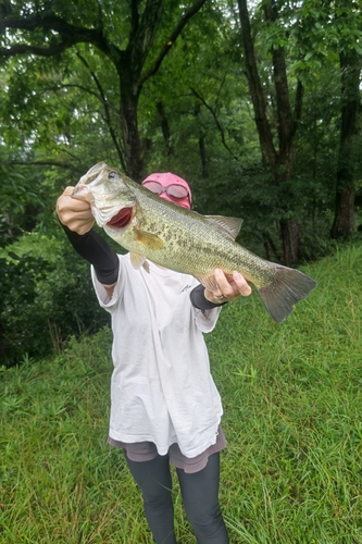 ブラックバスの釣果