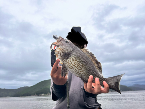 オオモンハタの釣果