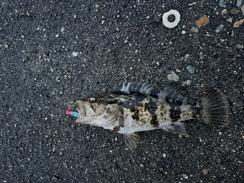 タケノコメバルの釣果