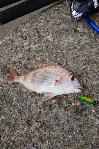 エイの釣果