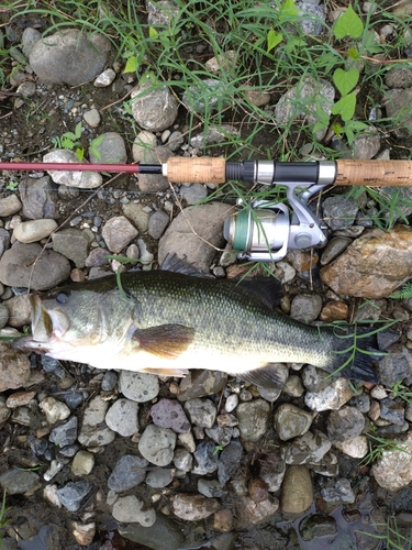 ラージマウスバスの釣果