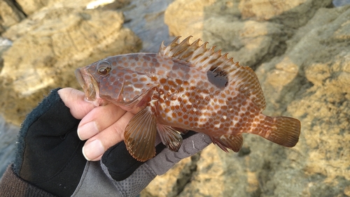 キジハタの釣果