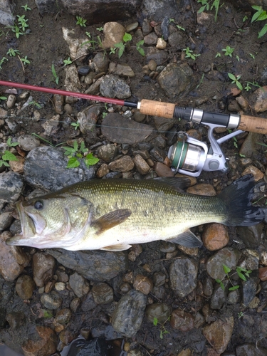 ラージマウスバスの釣果