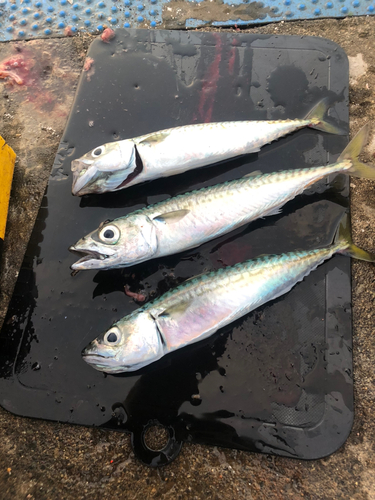 サバの釣果