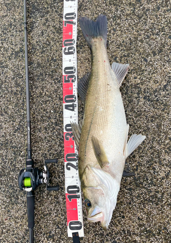 スズキの釣果