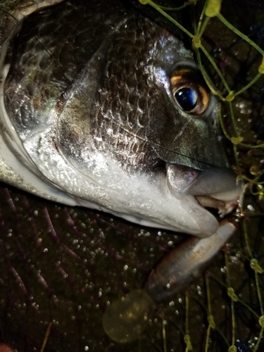 チヌの釣果