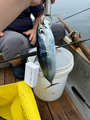 シイラの釣果