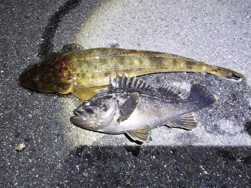 マゴチの釣果