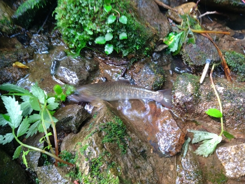 ニッコウイワナの釣果