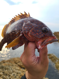 キジハタの釣果