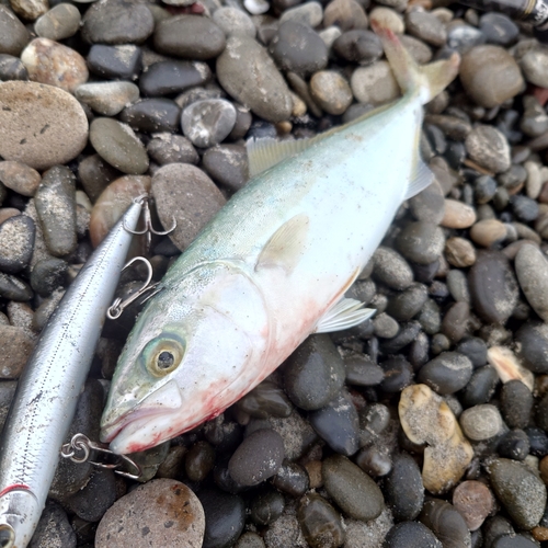 ワカシの釣果