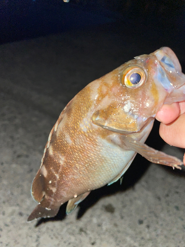 エゾメバルの釣果