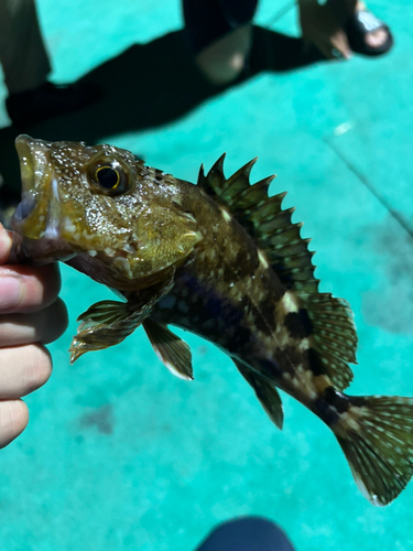 カサゴの釣果