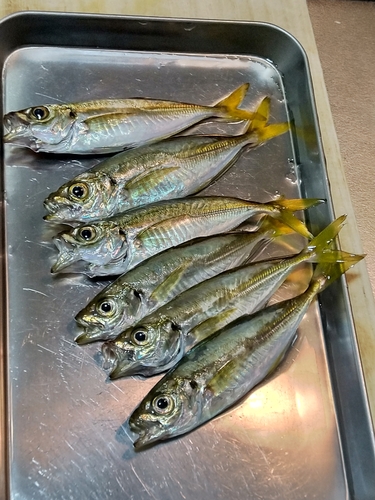 アジの釣果