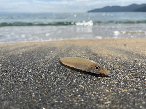 キスの釣果