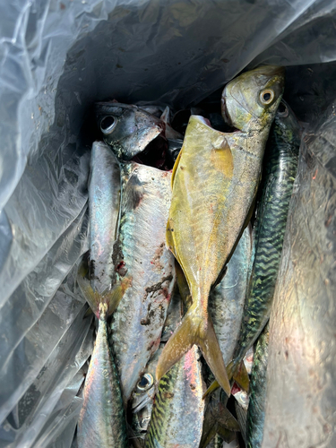 ショゴの釣果