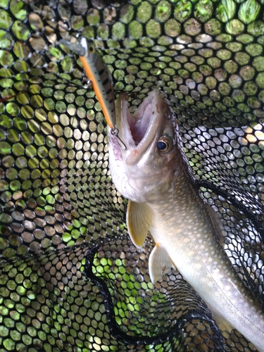 ニッコウイワナの釣果