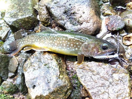 イワナの釣果