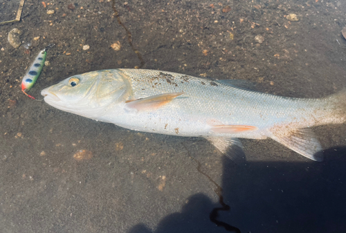 ウグイの釣果