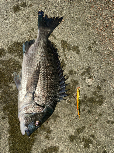 クロダイの釣果