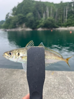 マアジの釣果