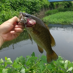 スモールマウスバス