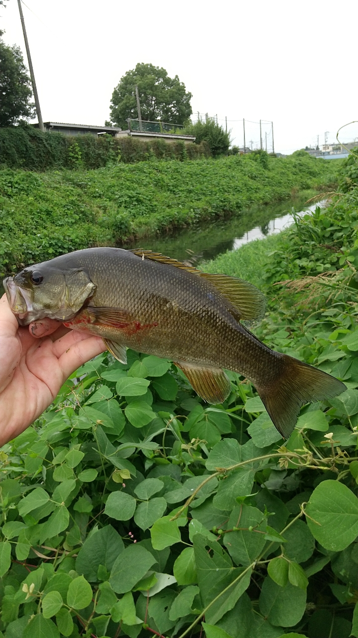 スモールマウスバス