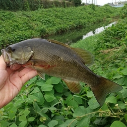 スモールマウスバス