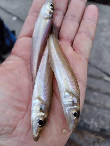 キスの釣果