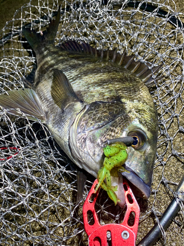 チヌの釣果