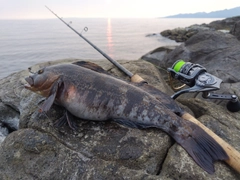 アイナメの釣果