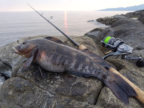 アイナメの釣果