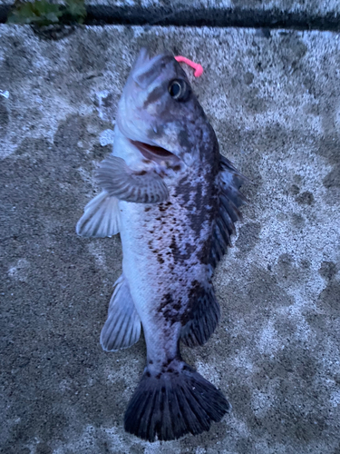 クロソイの釣果