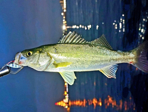 スズキの釣果