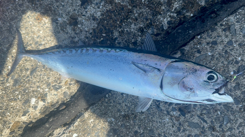 カツオの釣果