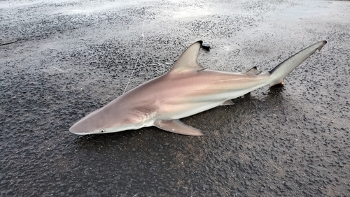 サメの釣果