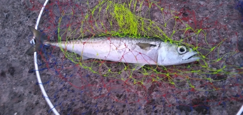 サバの釣果