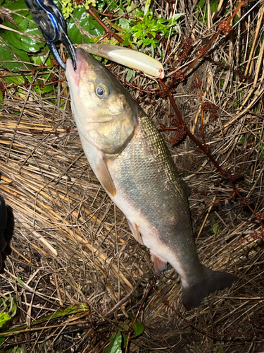 ウグイの釣果